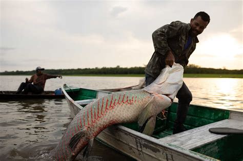 amazon fish|Amazon Fish Project .